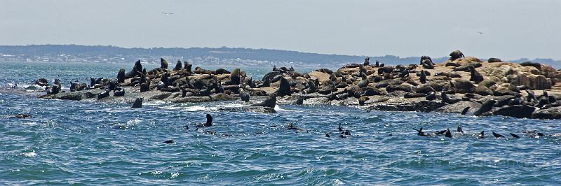 20071207_121629  D2X 4200x1400.jpg - Sea Lions on Sea Wolves Island, Punta del Este, Uraguay